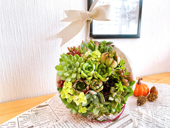 【そのまま飾れる】多肉植物　寄せ植え 　 ..＊ 48 ＊.. 10枚目の画像