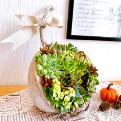 【そのまま飾れる】多肉植物　寄せ植え 　 ..＊ 48 ＊.. 11枚目の画像