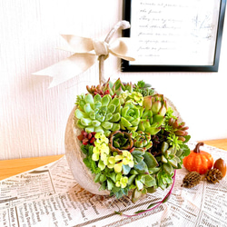 【そのまま飾れる】多肉植物　寄せ植え 　 ..＊ 48 ＊.. 1枚目の画像