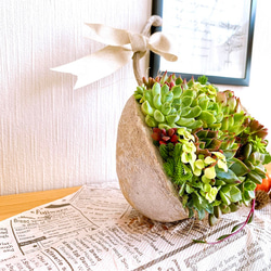 【そのまま飾れる】多肉植物　寄せ植え 　 ..＊ 48 ＊.. 2枚目の画像