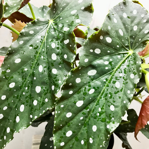 レア種 大株 ベゴニア マクラータ / Begonia maculata 受皿付