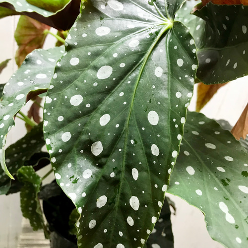 レア種 大株 ベゴニア マクラータ / Begonia maculata 受皿付 その他