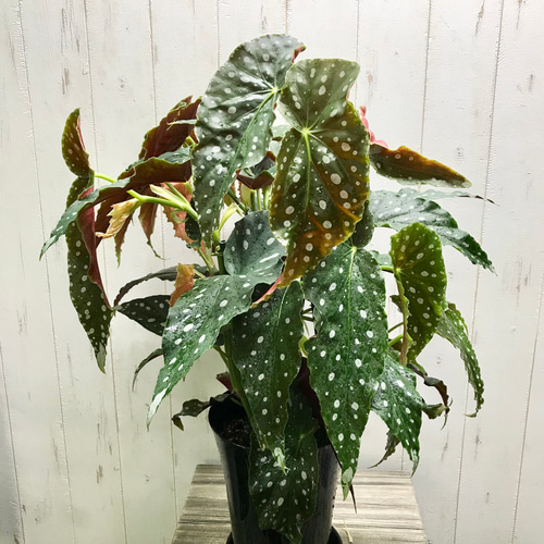 レア種 大株 ベゴニア マクラータ / Begonia maculata 受皿付