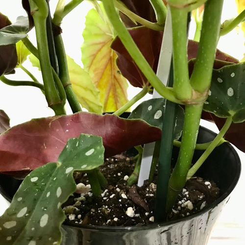 レア種 大株 ベゴニア マクラータ / Begonia maculata 受皿付 その他