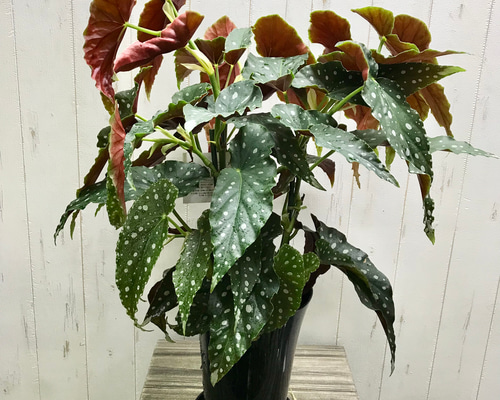 a1037f828f2c661b557cf9680e18a2