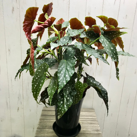 レア種 大株 ベゴニア マクラータ / Begonia maculata 受皿付 その他