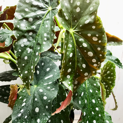 レア種 大株 ベゴニア マクラータ / Begonia maculata 受皿付 その他