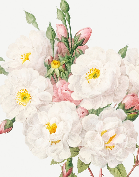 【NO.416】白色の薔薇の花フラワーアートポスター☆母の日植物おしゃれ上品可憐アンティークA3A2A1B5B4B3B2 3枚目の画像