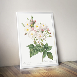 【NO.416】白色の薔薇の花フラワーアートポスター☆母の日植物おしゃれ上品可憐アンティークA3A2A1B5B4B3B2 7枚目の画像