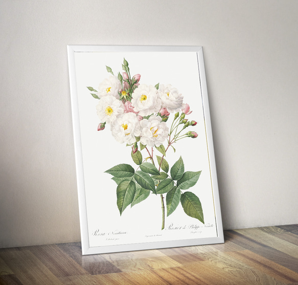【NO.416】白色の薔薇の花フラワーアートポスター☆母の日植物おしゃれ上品可憐アンティークA3A2A1B5B4B3B2 7枚目の画像
