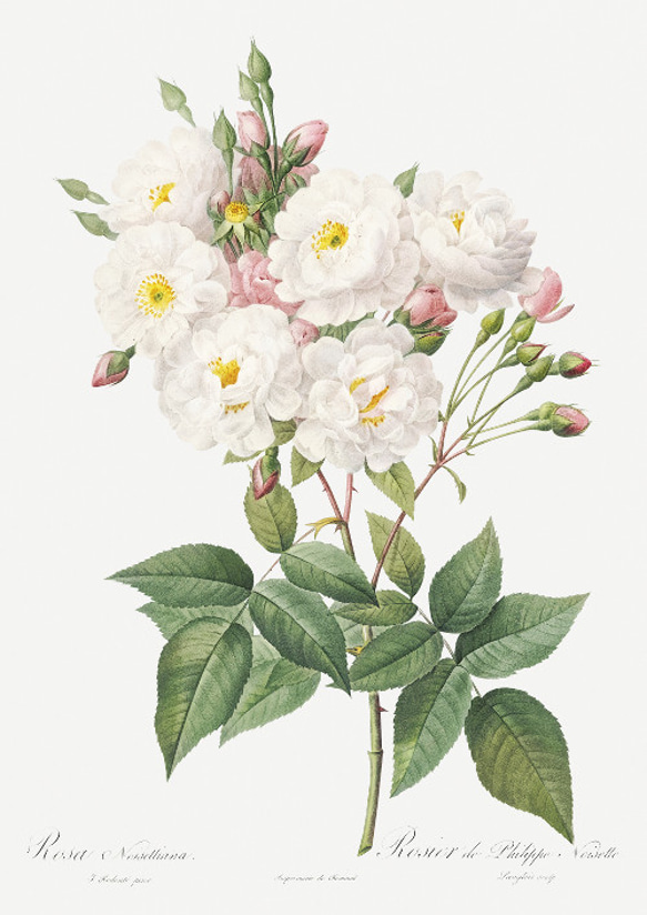 【NO.416】白色の薔薇の花フラワーアートポスター☆母の日植物おしゃれ上品可憐アンティークA3A2A1B5B4B3B2 2枚目の画像