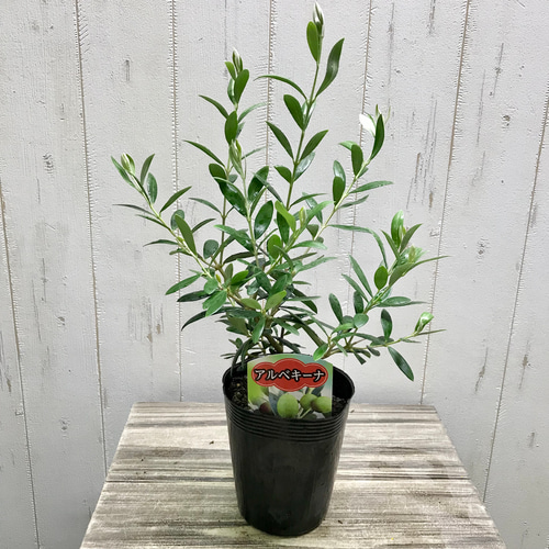 樹形良好♪ オリーブの木 アルベキーナ 3.5ロングポット その他