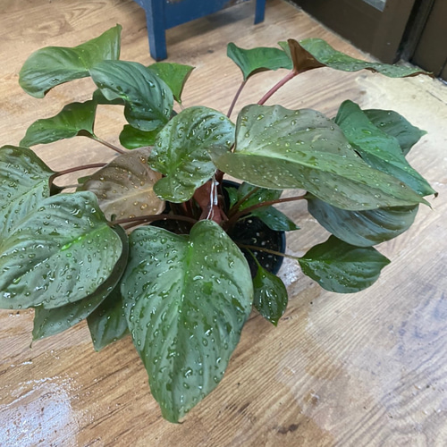 観葉植物】ホマロメナ ルベスケンス 受皿付
