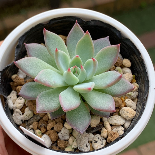 超レア人気品種！☆青鬼 多肉植物 自家栽培 国産 多肉植物 美