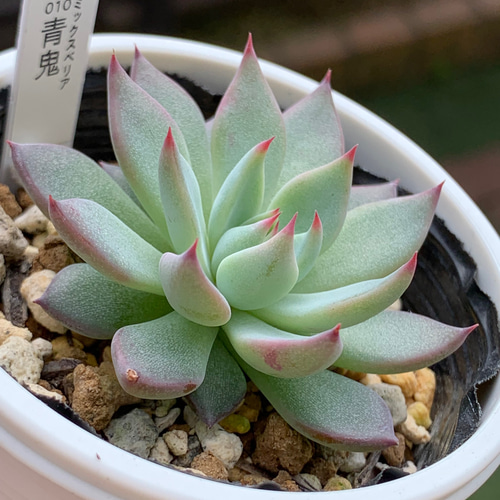 ＊レッドビー＊多肉植物　青鬼 超レア人気品種！☆青鬼 多肉植物 自家栽培 国産 多肉植物 美