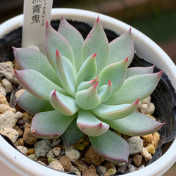 超レア人気品種！☆青鬼 多肉植物 自家栽培 国産 多肉植物 美