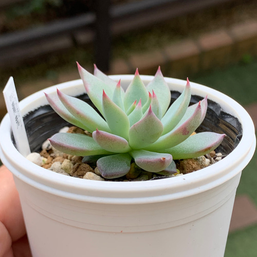 超レア人気品種!☆青鬼 多肉植物 自家栽培 国産 多肉植物 美 超レア人気品種!☆青鬼 多肉植物 自家栽培 国産 多肉植物 美