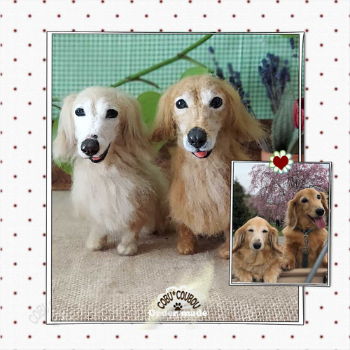 ☆ミニチュア＆カニンヘン・ダックスフンドOrder Made Gallery☆ 羊毛