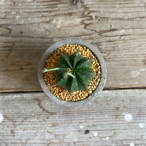 ユーフォルビアバリダ　□観葉植物□多肉植物 1枚目の画像