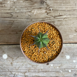 ユーフォルビアフェロックス　□観葉植物□多肉植物 1枚目の画像