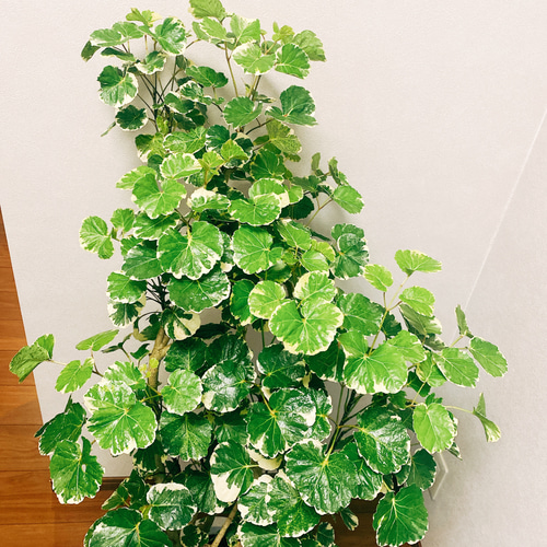 現品］ ポリシャス マルギナータ 観葉植物 室内 大型 斑入り