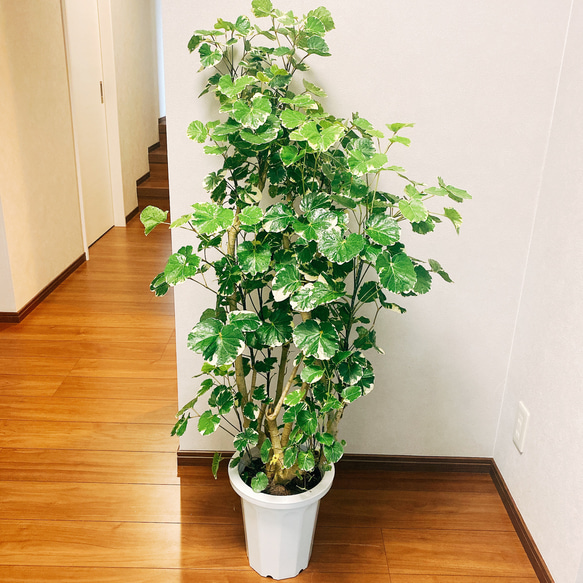 【ご予約品】 ポリシャス 現品］ マルギナータ 斑入り 大型 室内 観葉植物 その他観葉植物