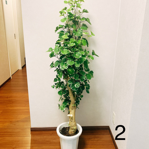 現品］ ポリシャス マルギナータ 観葉植物 室内 大型 斑入り
