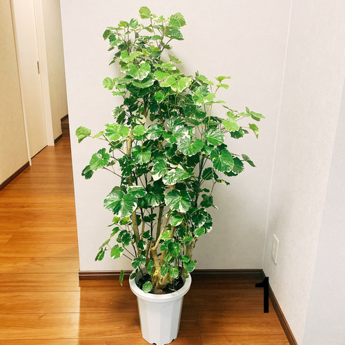 現品］ ポリシャス マルギナータ 観葉植物 室内 大型 斑入り