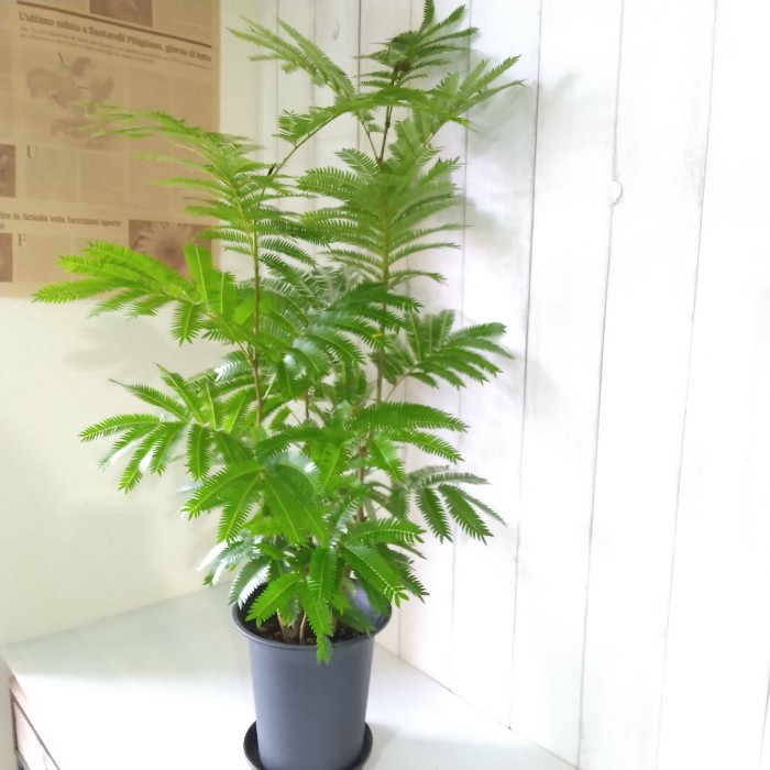 エバーフレッシュ曲❗️観葉植物！可愛い個性的樹形！ボリューム◎！高さ60 エバーフレッシュ曲❗️観葉植物！可愛い個性的樹形！ボリューム