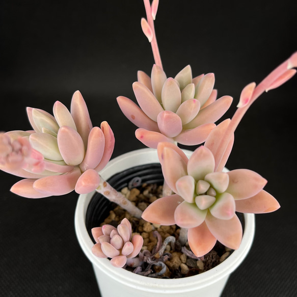 秋麗 多肉植物 多肉植物 kanomarihome 通販 14687740｜Creema(クリーマ