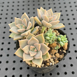 540204a71d585ded86b8368a4fa0ef