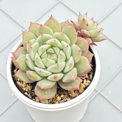 雪つぼみ ミックスベリア おらいさん苗 多肉植物 多肉植物