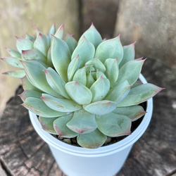 おまとめ中！多肉植物^o^  プルビナータ フロスティ 楽天市場】エケベリア・プルビナータ「フロスティ」 3号ポット