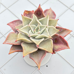 プルビナータ フロスティ 綴化 多肉植物 多肉植物 kanomarihome 通販