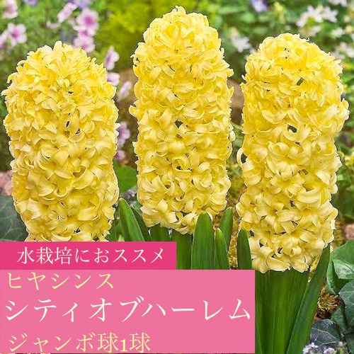 ⭐️人気の特大球⭐️シティオブハーレム ヒヤシンス球根1球 アート