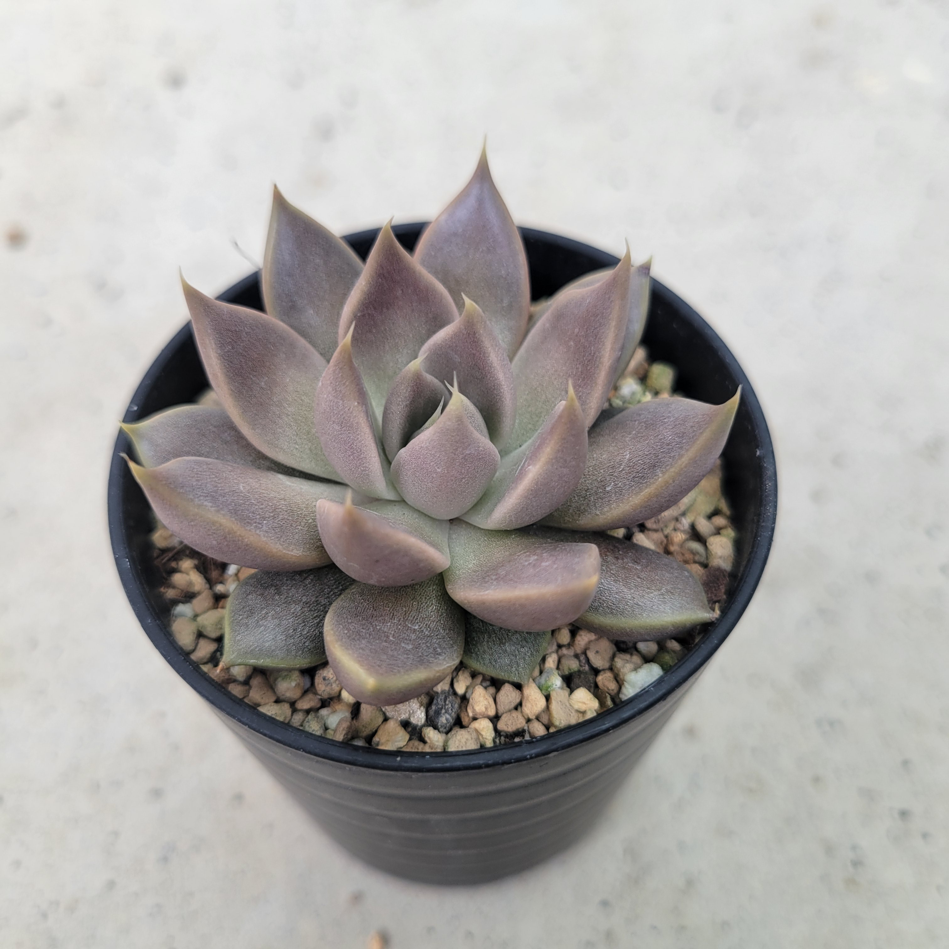 多肉植物❤美苗❤希少❤トバレンシス トバル❤抜き苗 その他インテリア ...