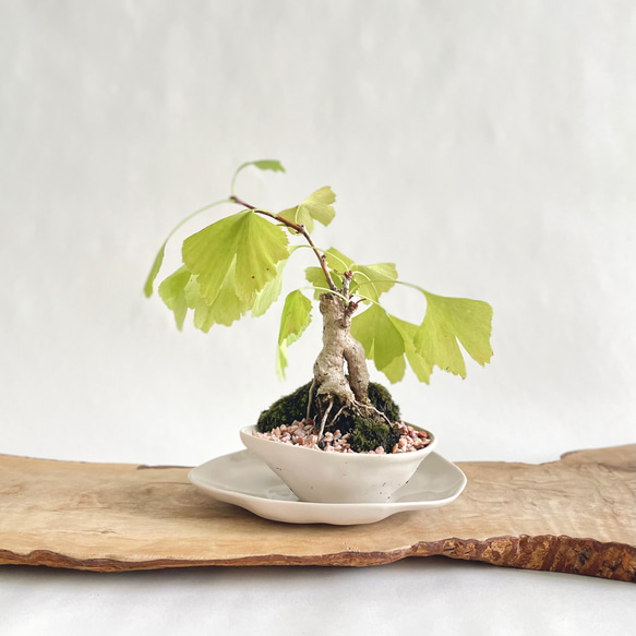 インテリア盆栽 - 秋 | イチョウ l Amai Cream 1枚目の画像