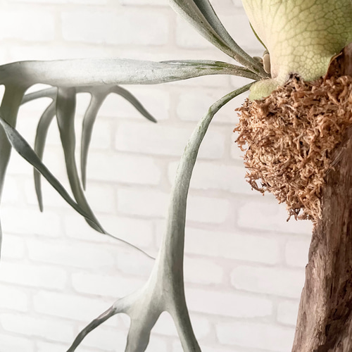 ビカクシダ コウモリラン ベイチー（ビーチー） 流木付け 観葉植物