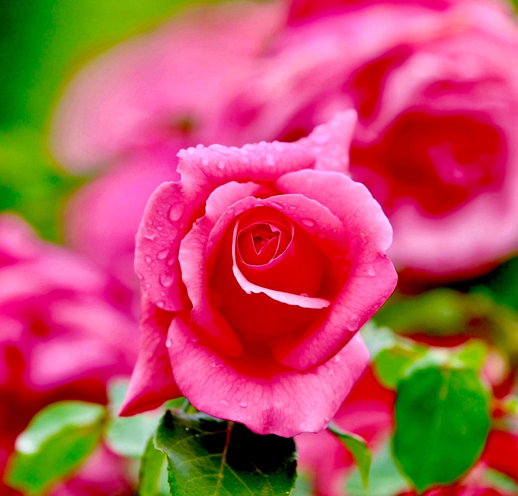 【インド伝統抽出法】インド産ローズアター精油10ml