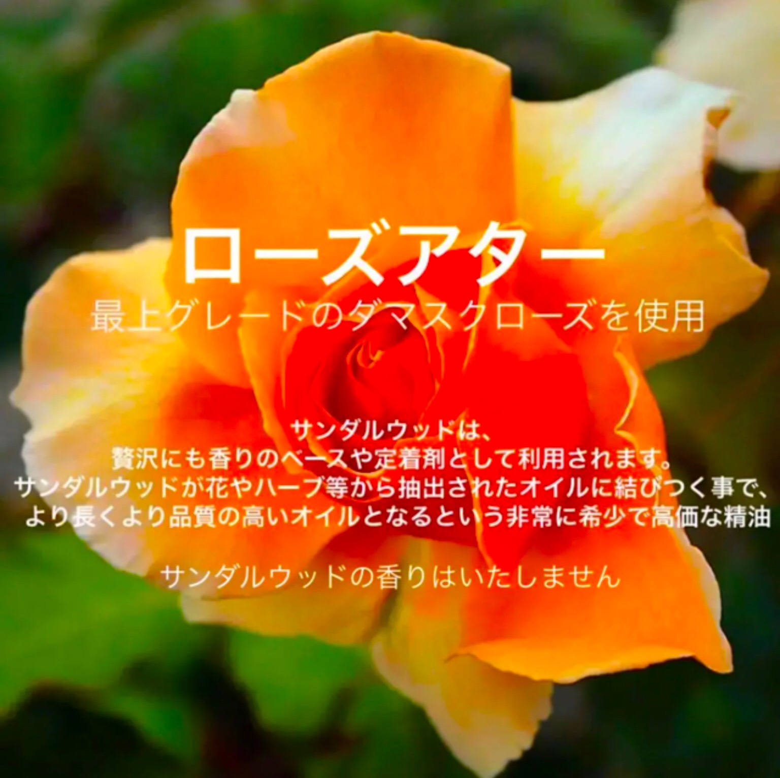 【インド伝統抽出法】インド産ローズアター精油10ml