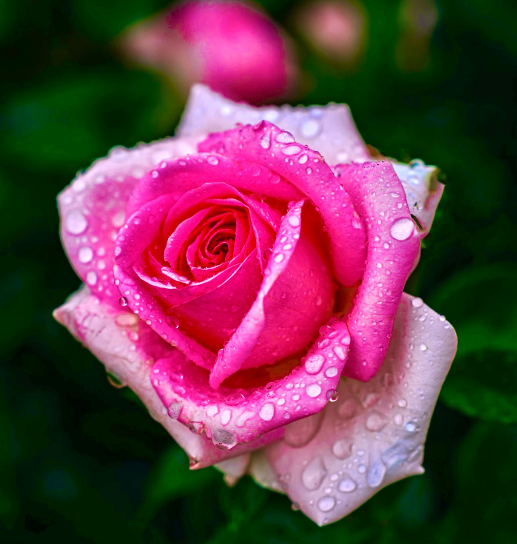 【インド伝統抽出法】インド産ローズアター精油10ml