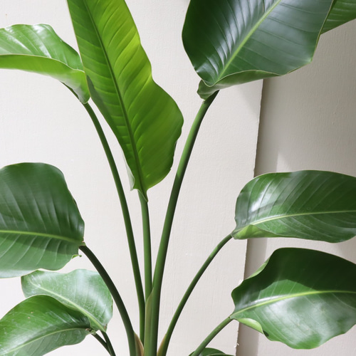 南国の雰囲気の観葉植物＊ストレチア オーガスタ＊2本植え＊大株