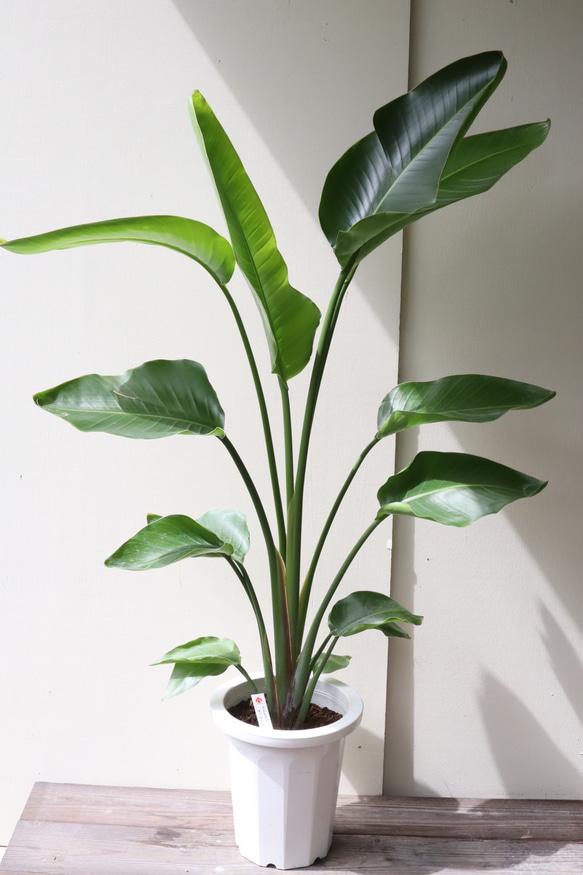 ストレチア オーガスタ 観葉植物 南国