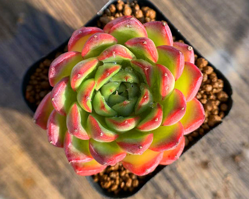 すみれ牡丹 エケベリア 多肉植物 抜き苗 すみれ牡丹 エケベリア 多肉植物 抜き苗