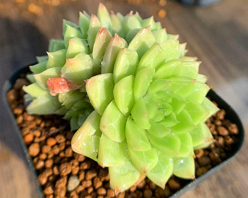 エケベリア 多肉植物 緑色 多肉植物 エケベリア グリーンダイアモンドジェニー 7.5cmポット苗