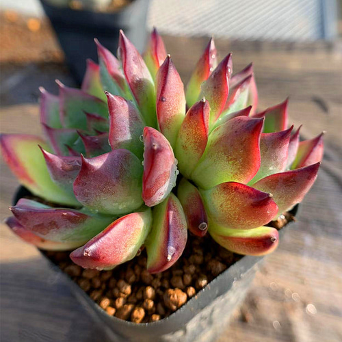 スターファイヤー 子株たくさん 胴切り地 エケベリア 多肉植物 スター