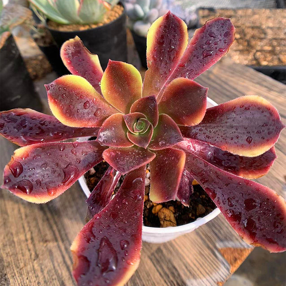 65#多肉植物アエオニウム錦❤️コーニッシュトリビュート錦❤️1頭19cm拔き苗 楽天市場】多肉植物 アエオニウム コーニッシュ トリビュート 矮性品種