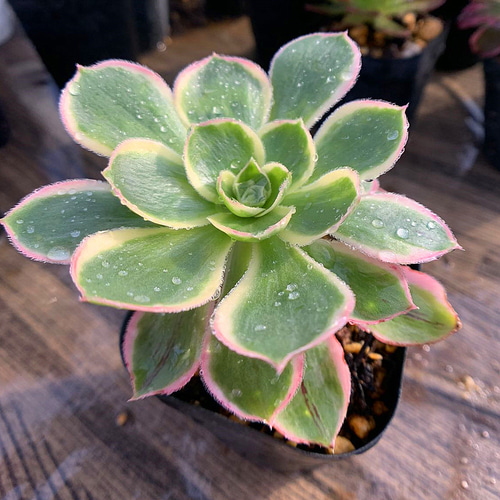 418.多肉植物 寄せ植え アエオニウム属 ミドリローズ錦（単） 抜き苗