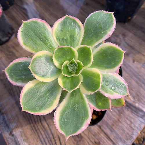 418.多肉植物 寄せ植え アエオニウム属 ミドリローズ錦（単） 抜き苗