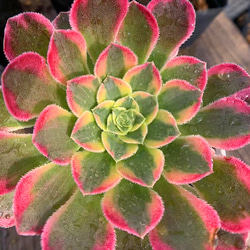 多肉植物アエオニウム錦❤️紫霞❤️状態図 多肉植物アエオニウム錦❤️ 皺葉仙墨 ❤️状態図❤️ - メルカリ